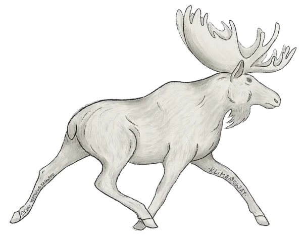 White_Moose_Klimanoway
